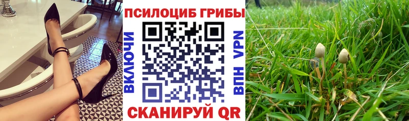 дарнет шоп  omg   Псилоцибиновые грибы GOLDEN TEACHER  Георгиевск 